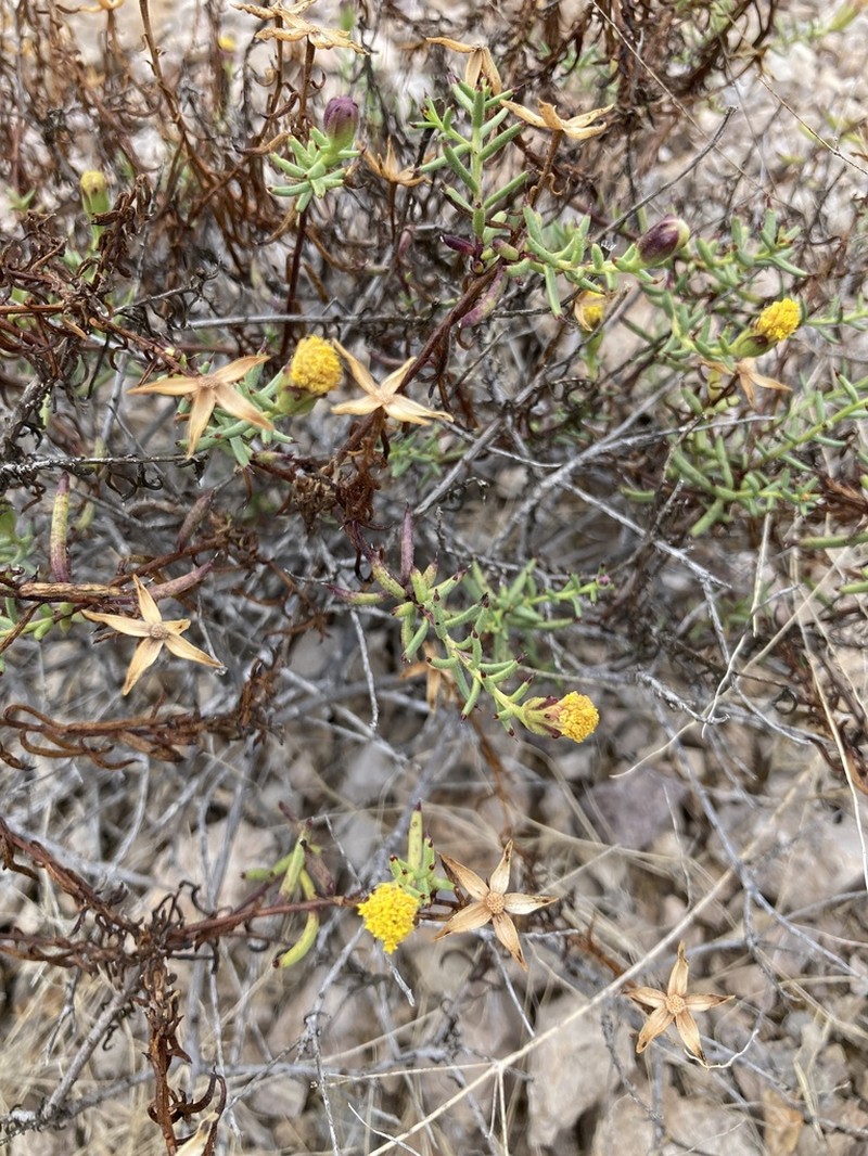 Bajacalia crassifolia photo 5