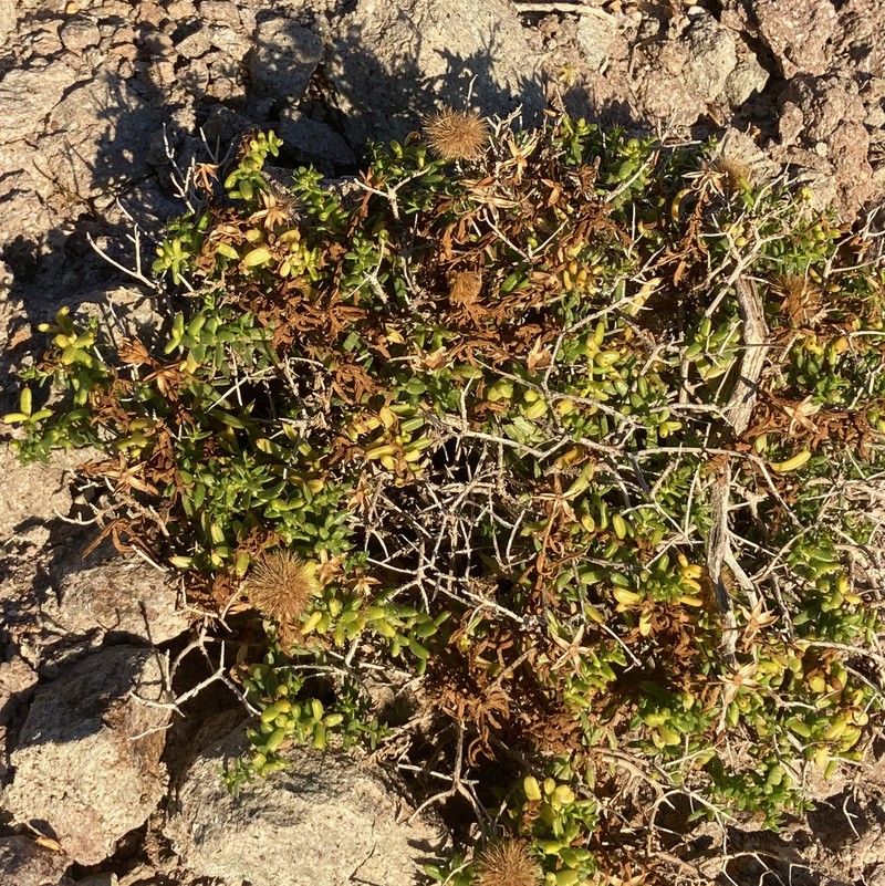 Bajacalia crassifolia photo 6