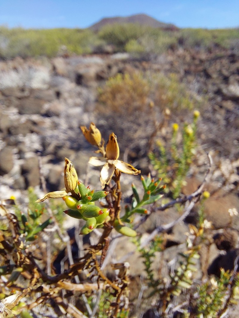 Bajacalia crassifolia photo 7