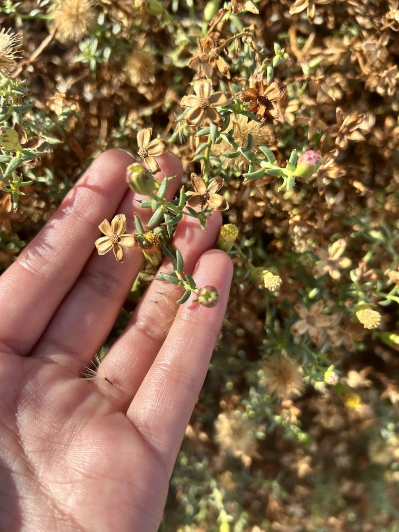 Bajacalia crassifolia photo 8