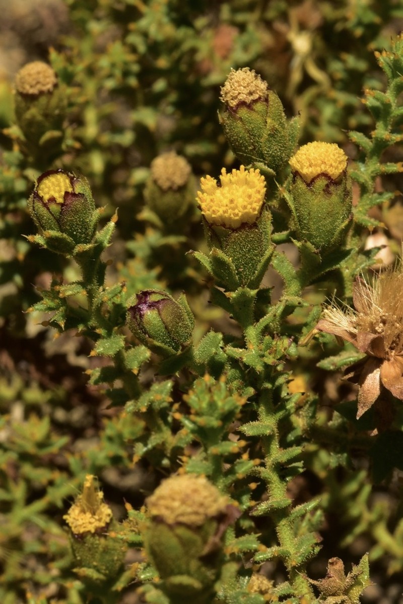 Bajacalia moranii