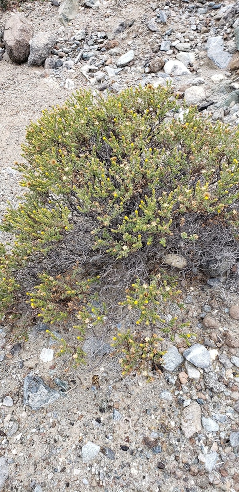 Bajacalia moranii photo 2