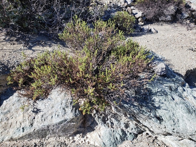 Bajacalia moranii photo 3
