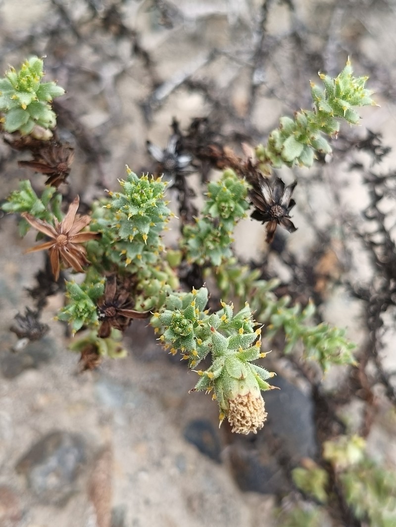 Bajacalia moranii photo 4