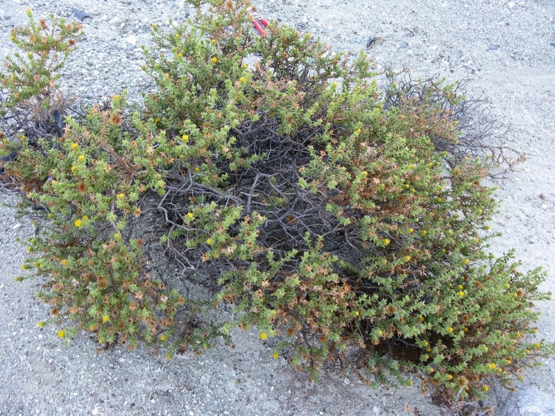 Bajacalia moranii photo 5