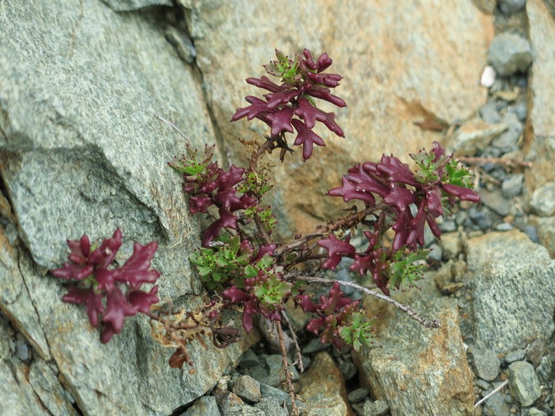 Bajacalia tridentata