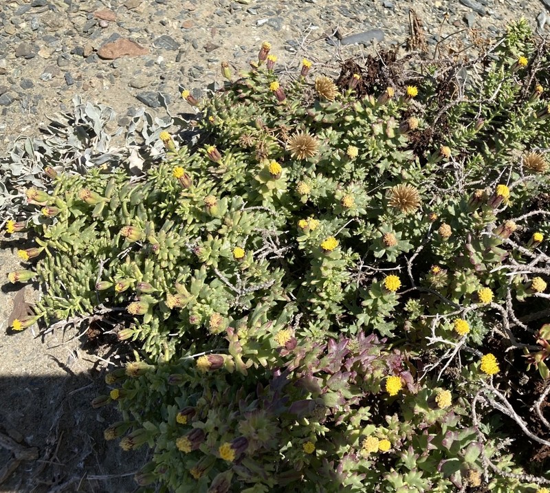 Bajacalia tridentata photo 2