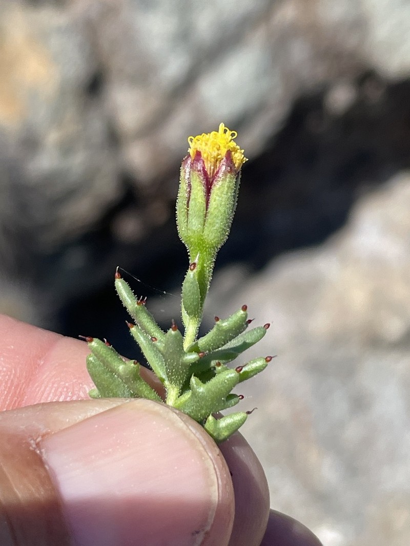 Bajacalia tridentata photo 3