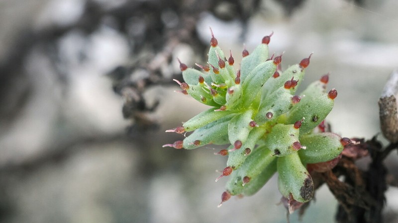Bajacalia tridentata photo 4