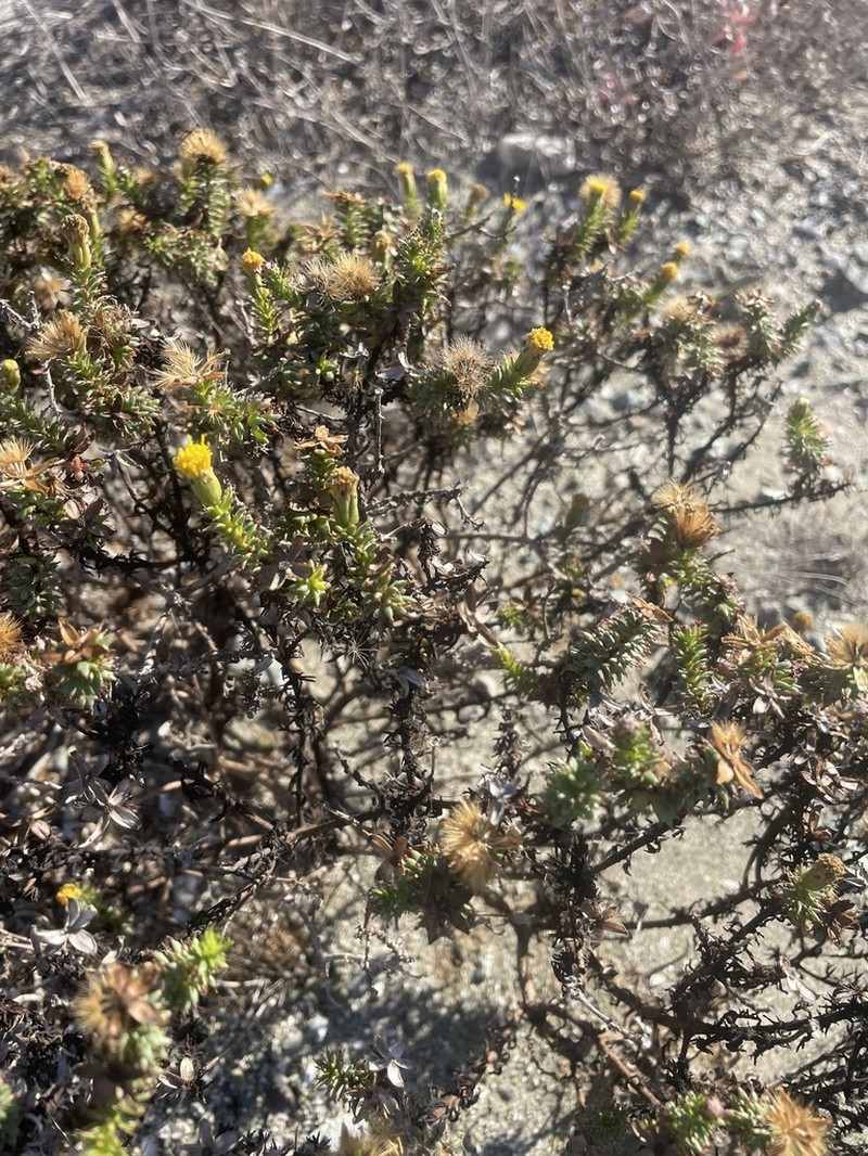Bajacalia tridentata photo 5