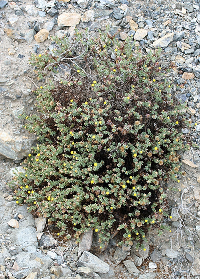 Bajacalia tridentata photo 6