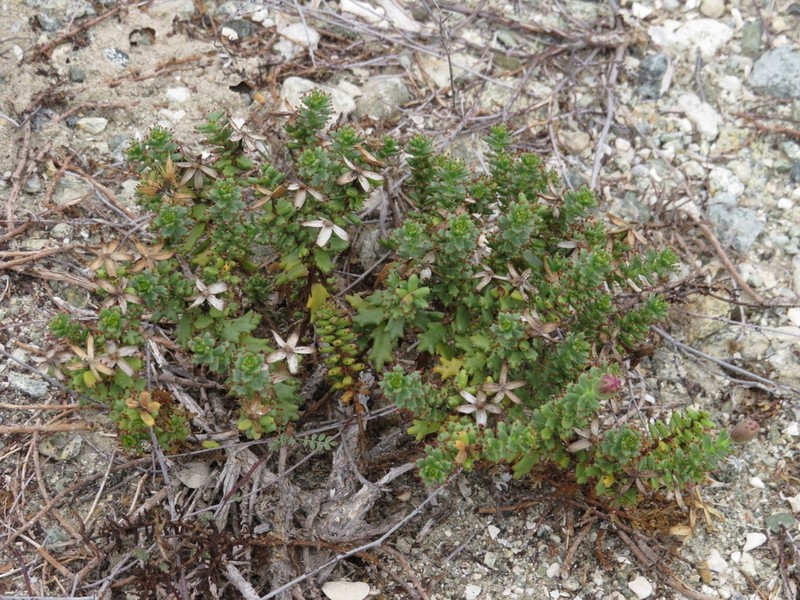 Bajacalia tridentata photo 8