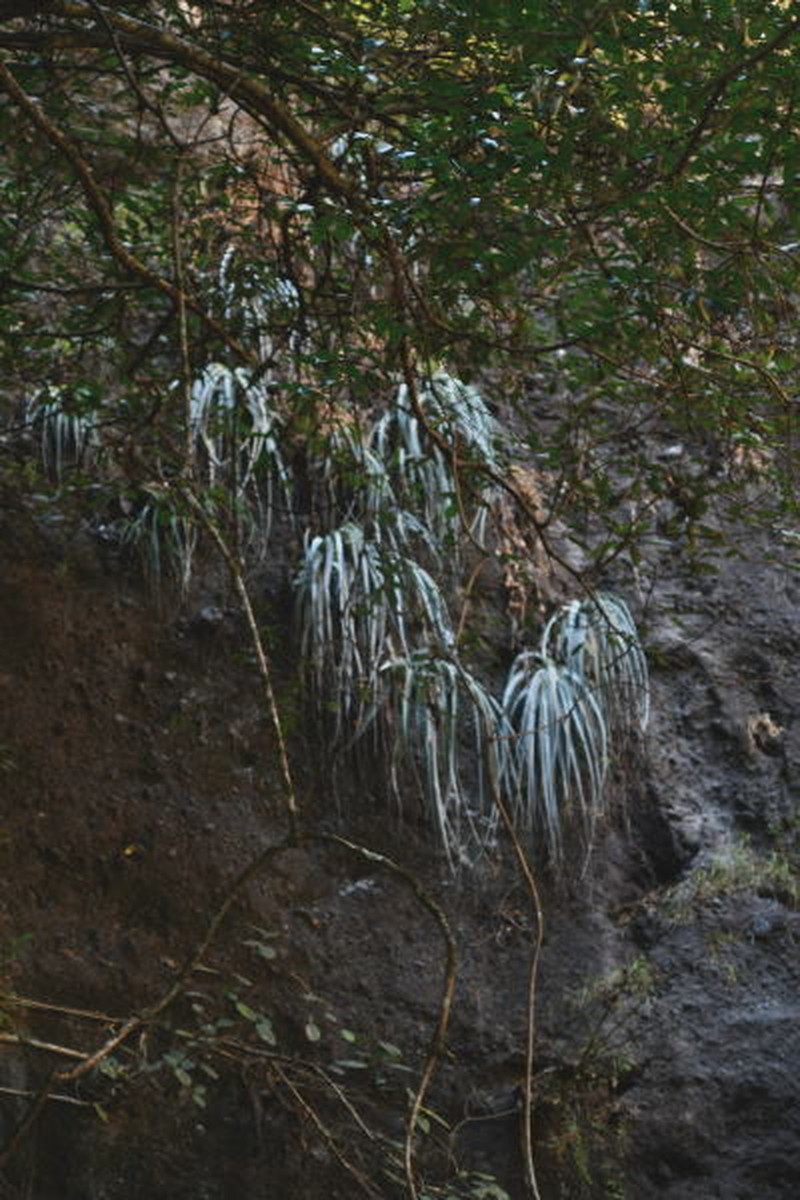 Bakerantha caerulea photo 2