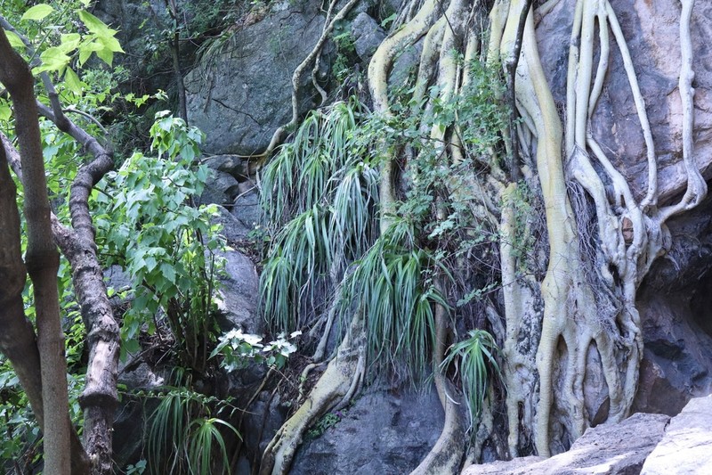 Bakerantha caerulea photo 3