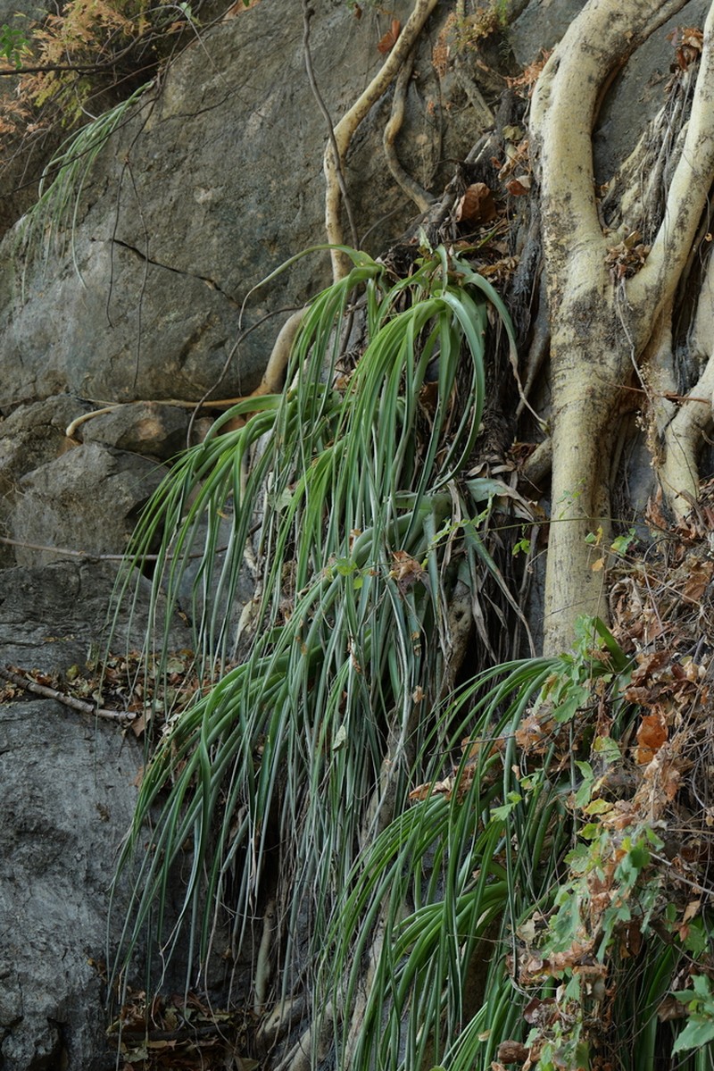 Bakerantha caerulea photo 4