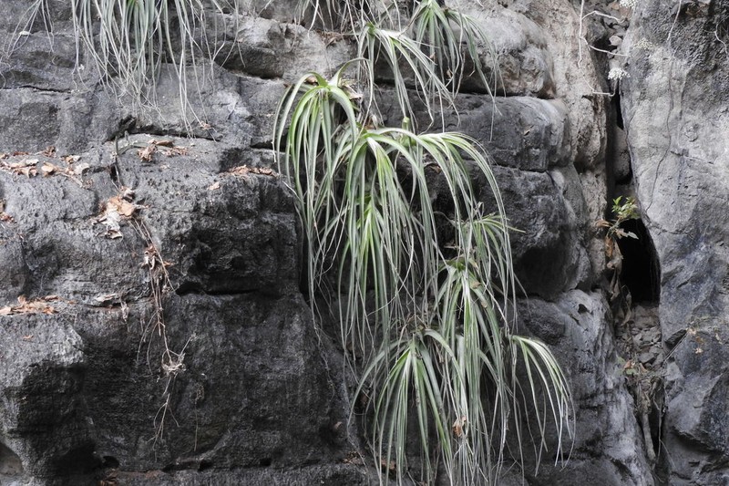 Bakerantha caerulea photo 6