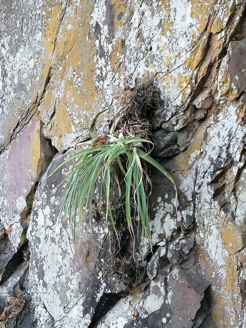 Bakerantha caerulea photo 8