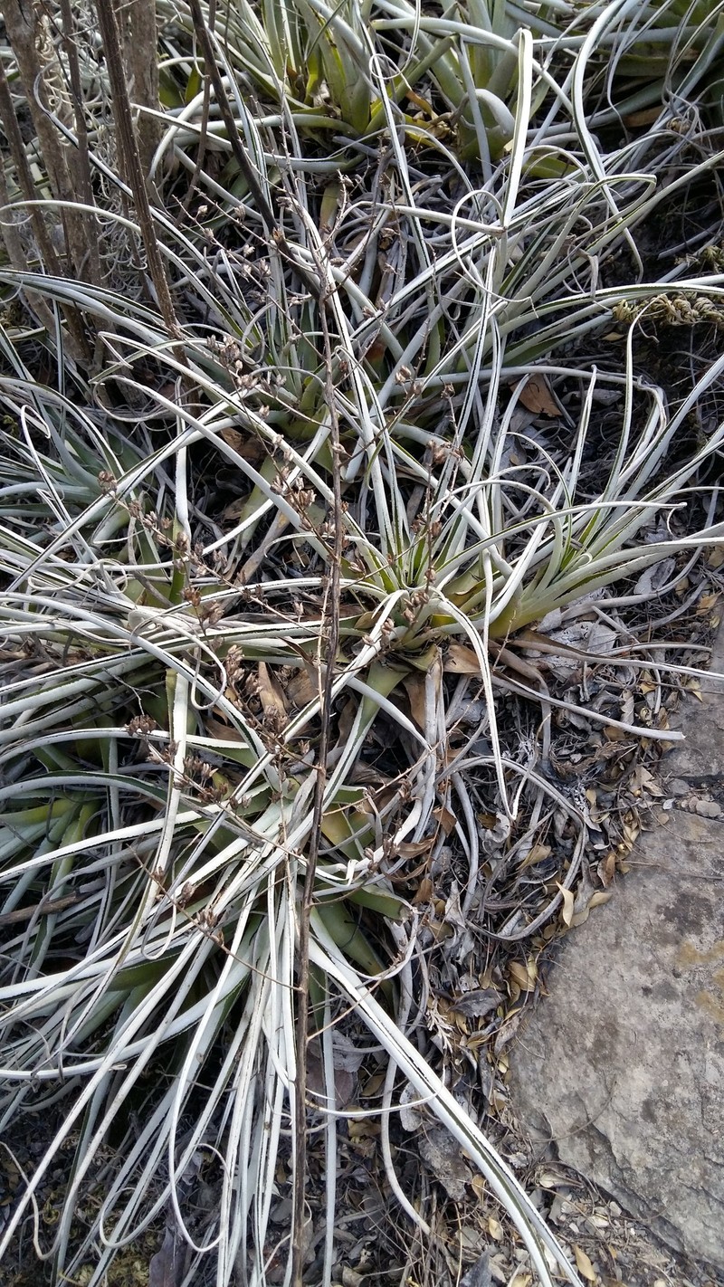 Bakerantha hidalguensis photo 2