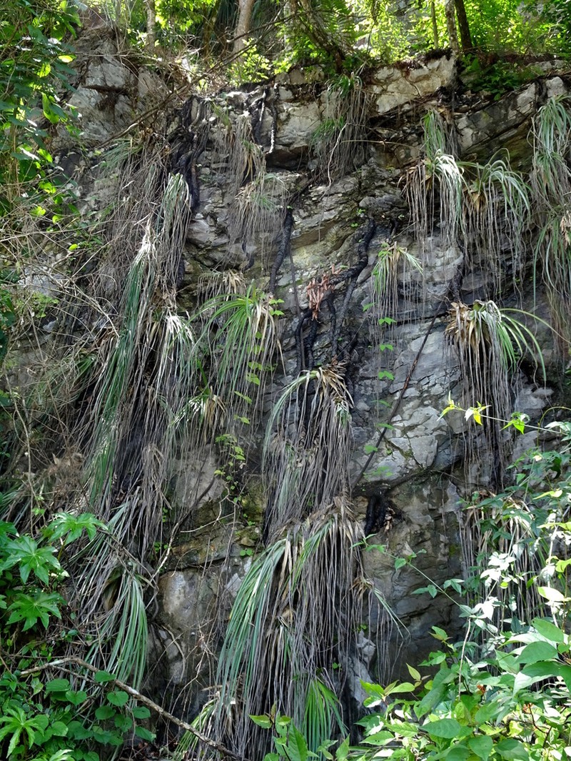 Bakerantha lundelliorum