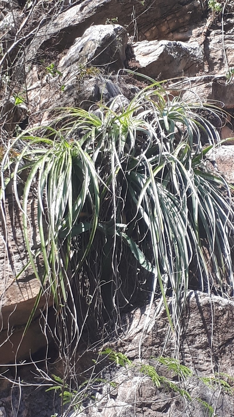Bakerantha lundelliorum photo 2