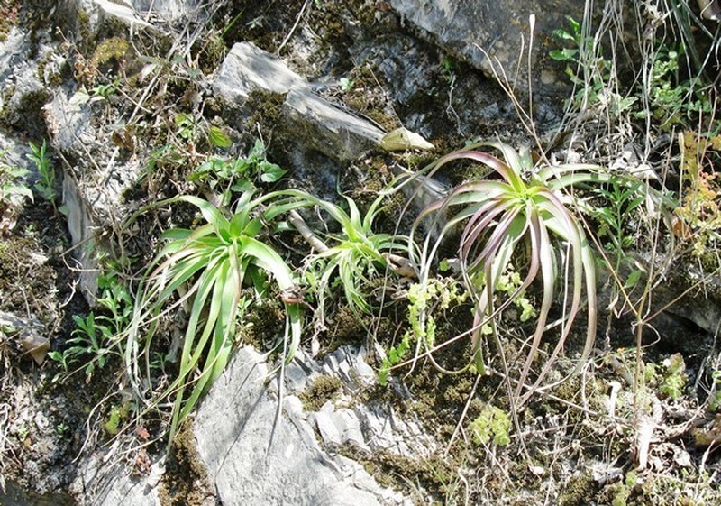Bakerantha lundelliorum photo 3