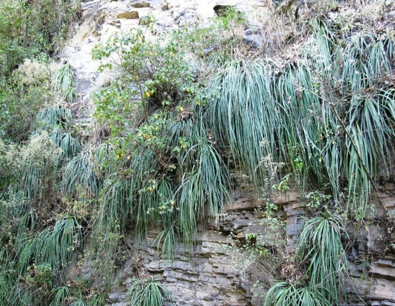 Bakerantha lundelliorum photo 6