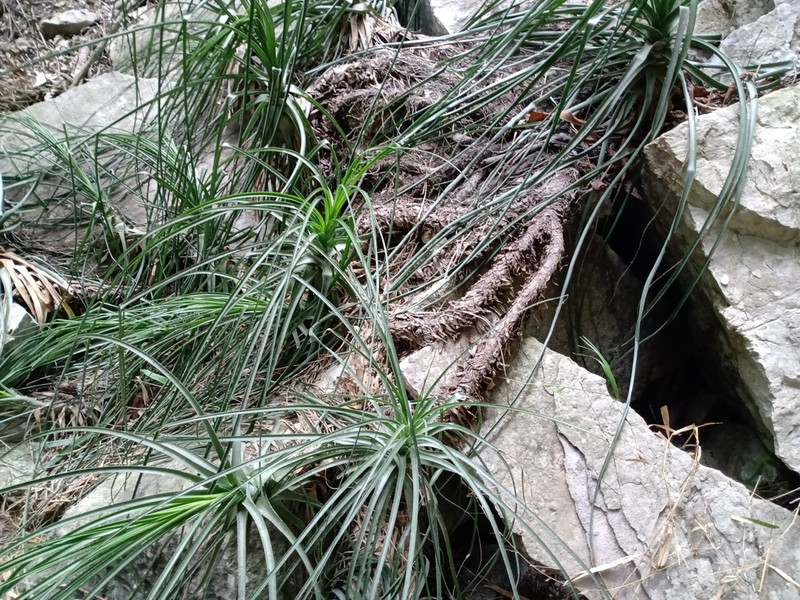 Bakerantha purpusii