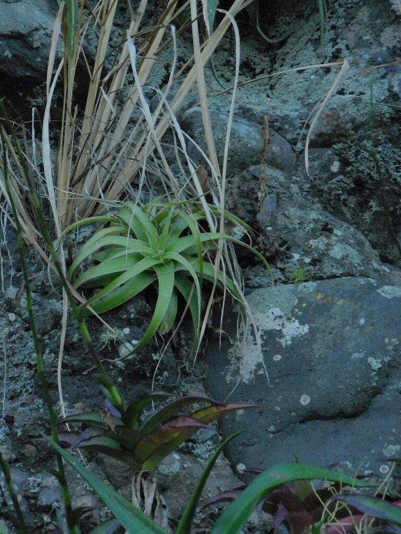 Bakerantha purpusii photo 3