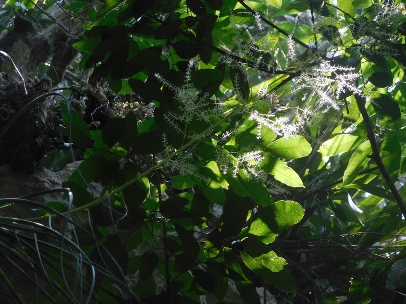 Bakerantha purpusii photo 4