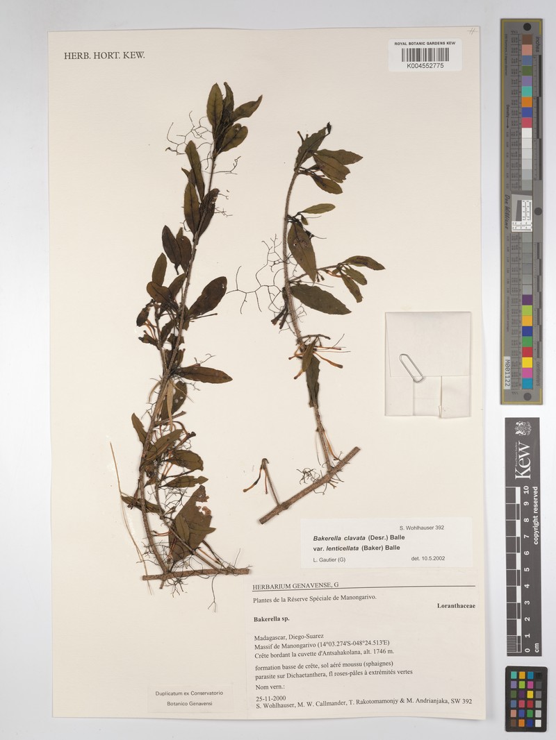 Bakerella clavata subsp. clavata