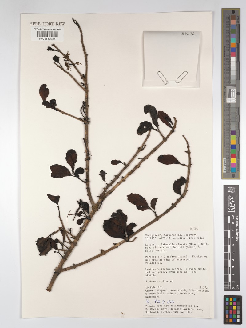 Bakerella clavata subsp. clavata photo 2