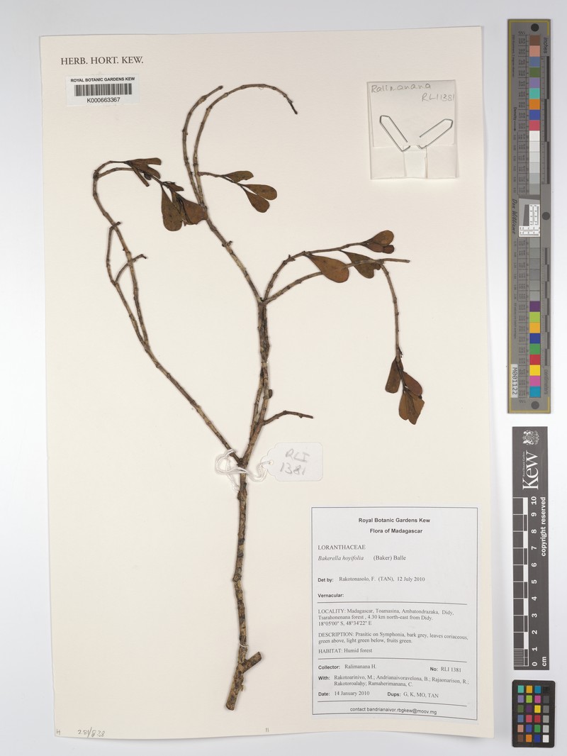 Bakerella hoyifolia subsp. hoyifolia