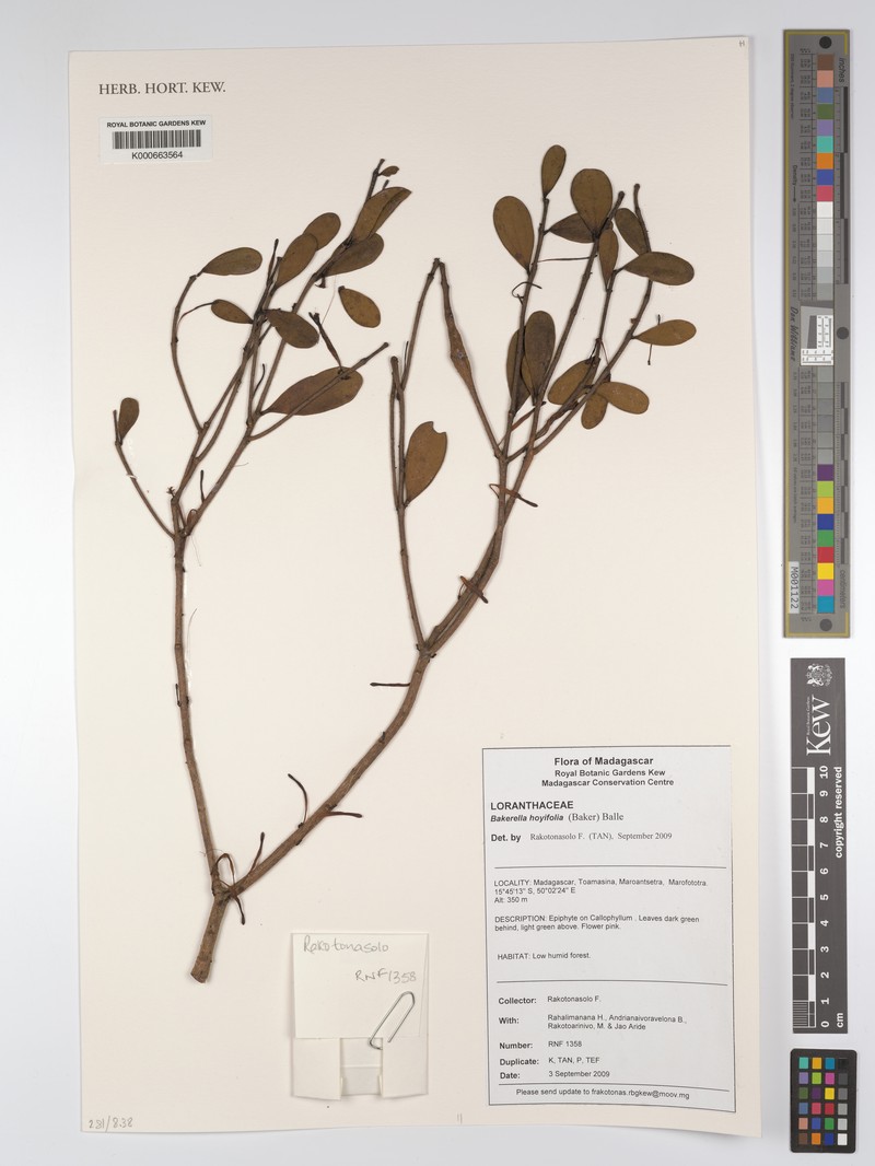 Bakerella hoyifolia subsp. hoyifolia photo 2