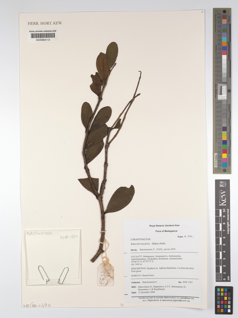 Bakerella hoyifolia subsp. hoyifolia photo 3