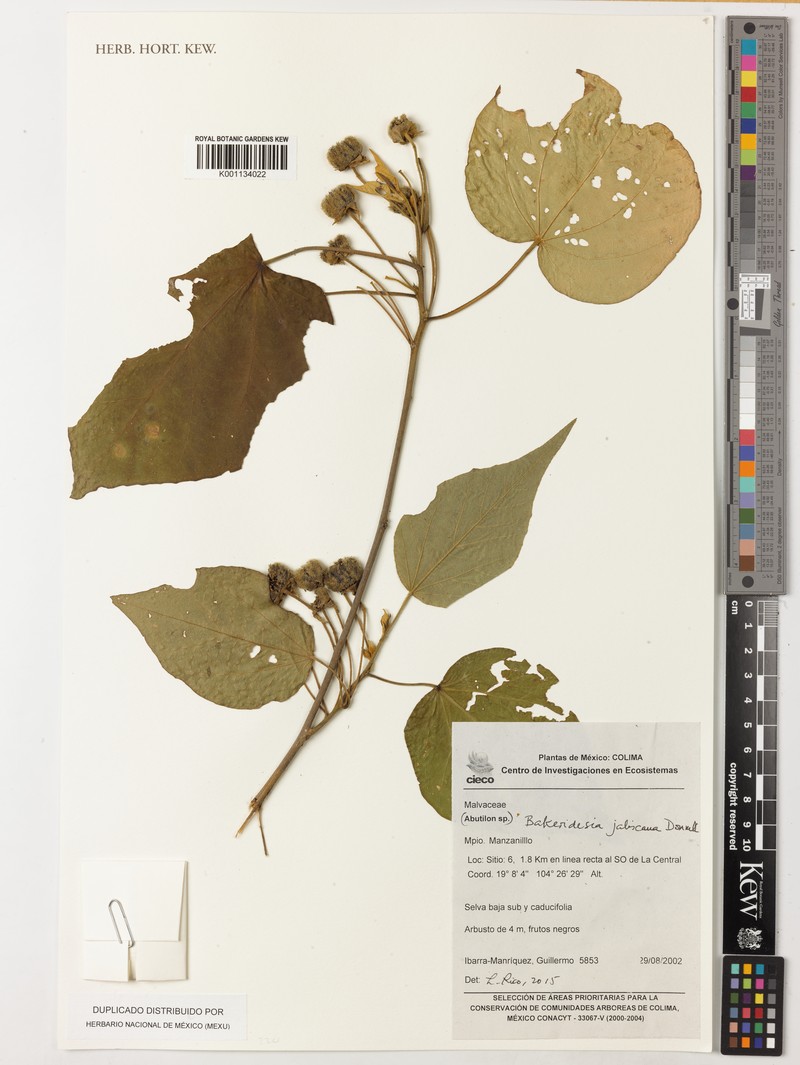 Bakeridesia jaliscana