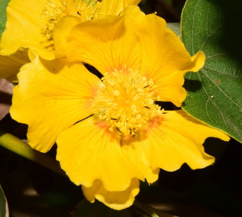 Bakeridesia parvifolia photo 2