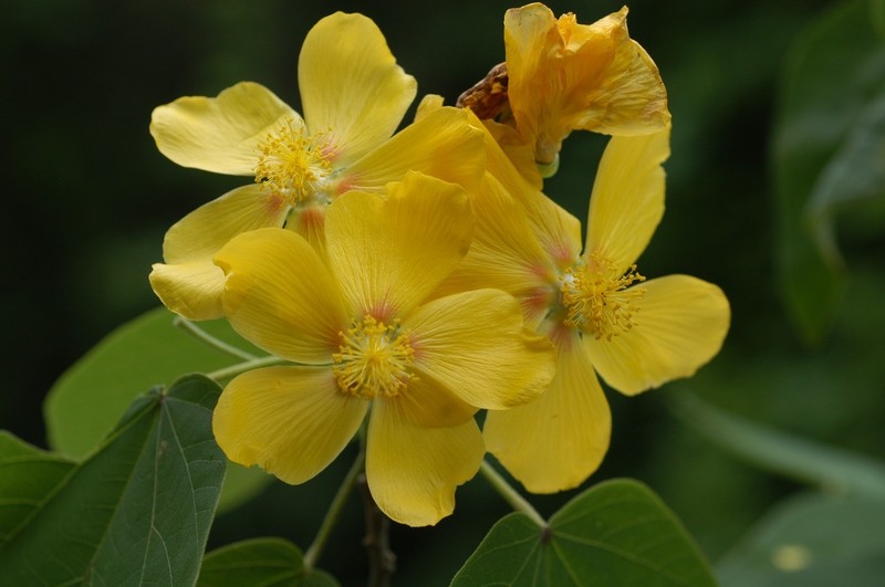 Bakeridesia parvifolia photo 4