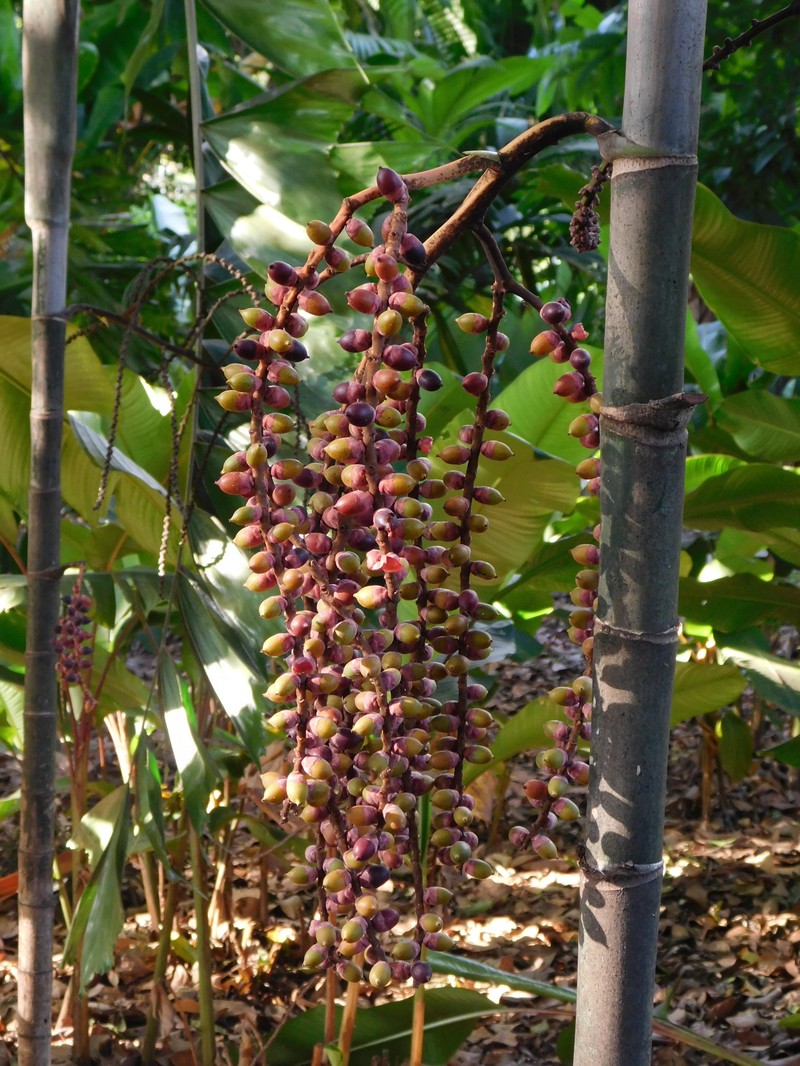 Balaka longirostris