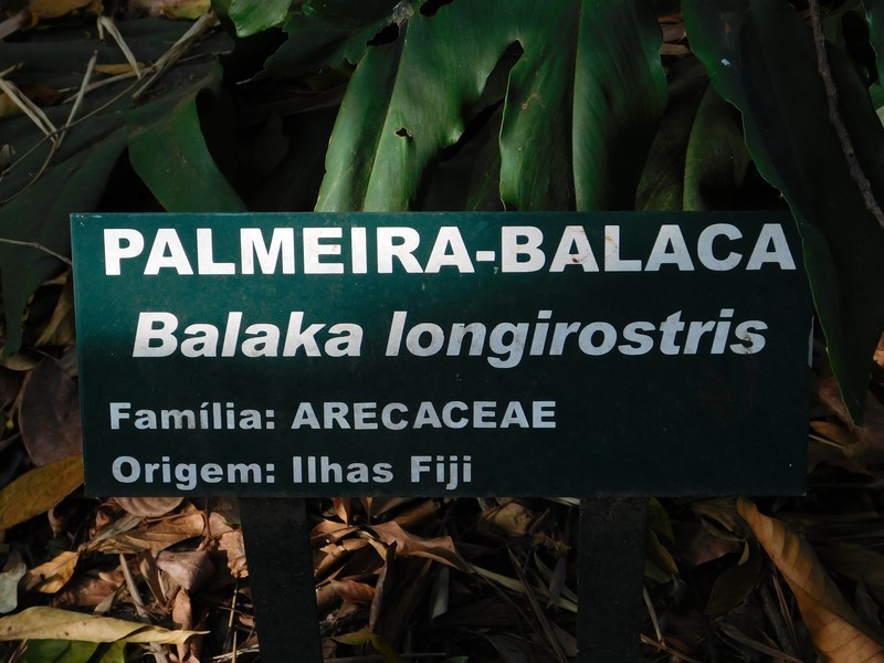 Balaka longirostris photo 2