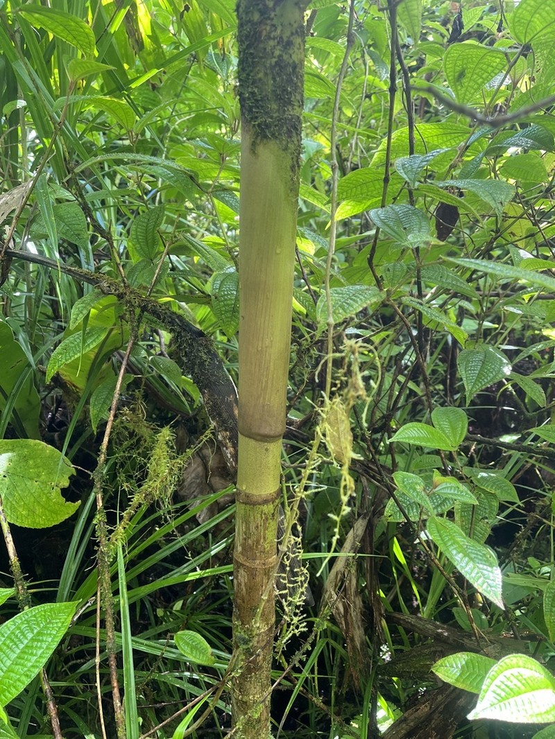 Balaka samoensis