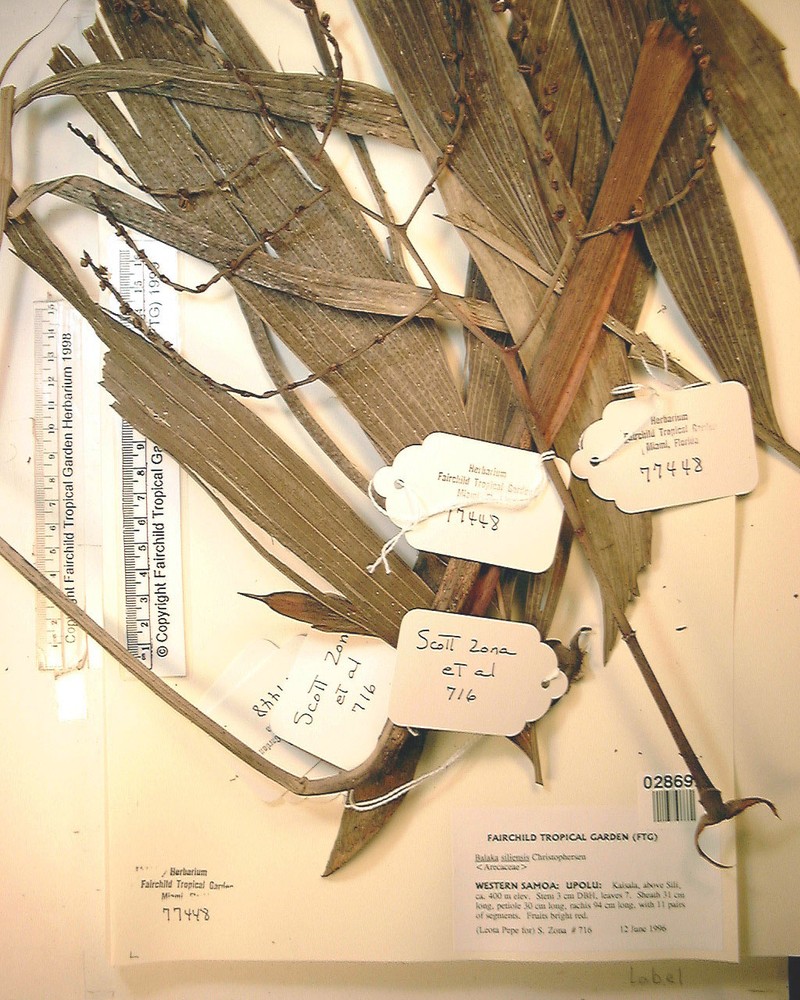 Balaka samoensis photo 2