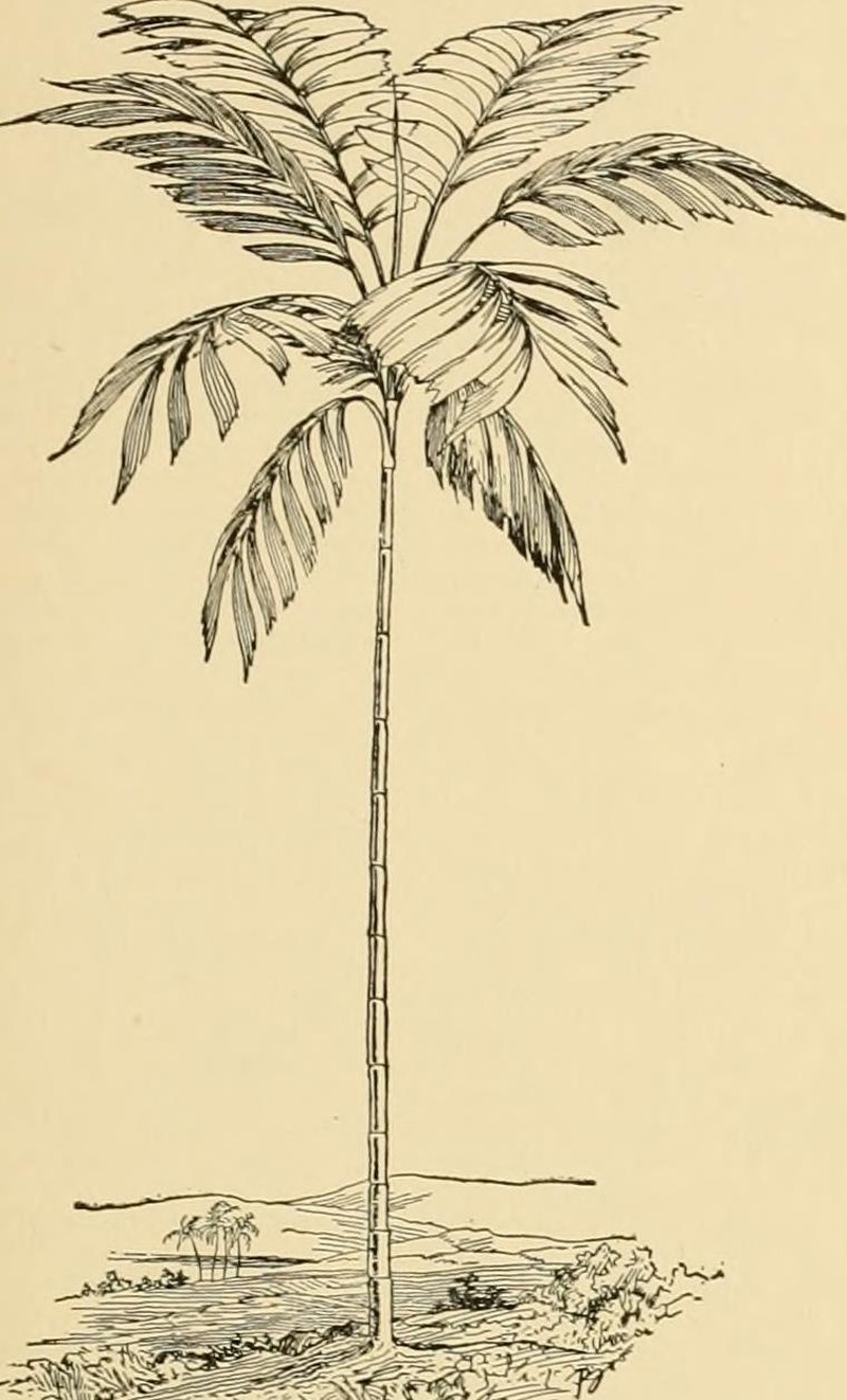 Balaka seemannii