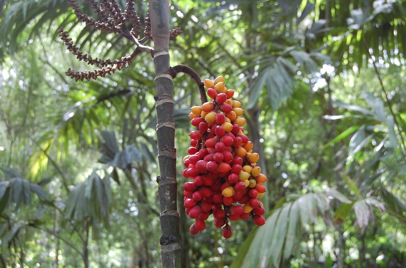 Balaka seemannii photo 2
