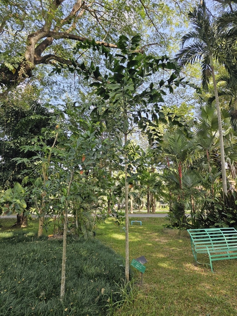 Balaka seemannii photo 3