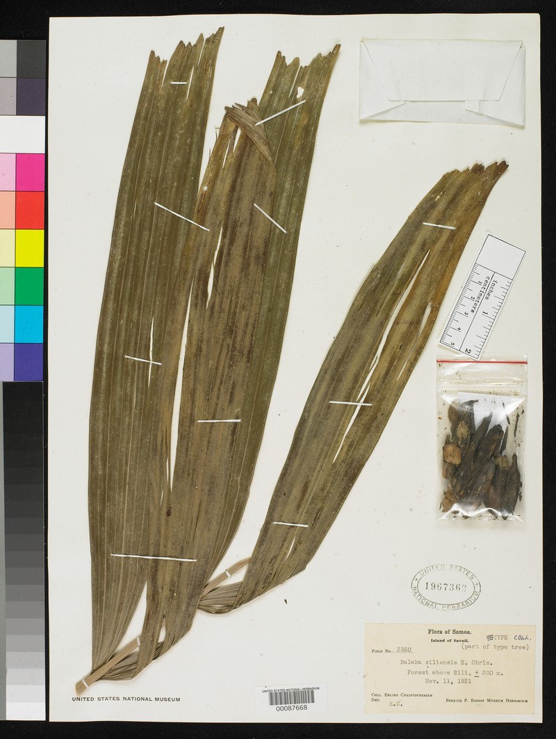 Balaka siliensis