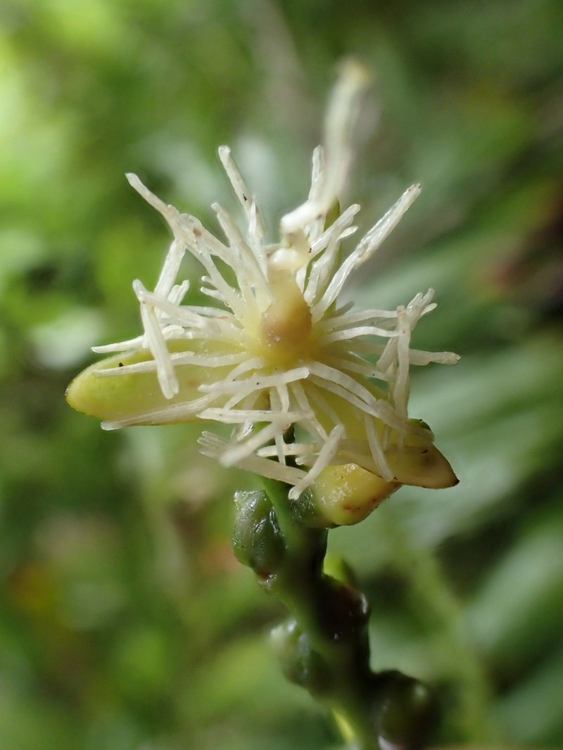 Balaka tahitensis photo 2