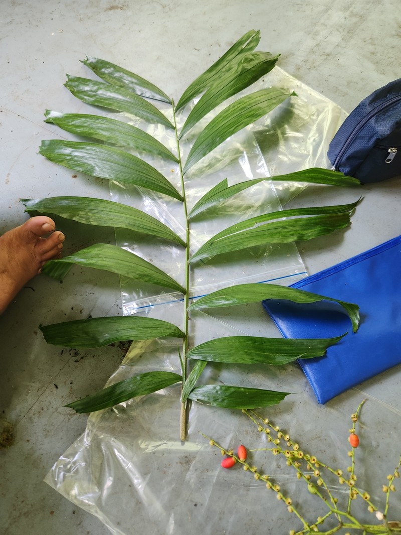 Balaka tahitensis photo 3