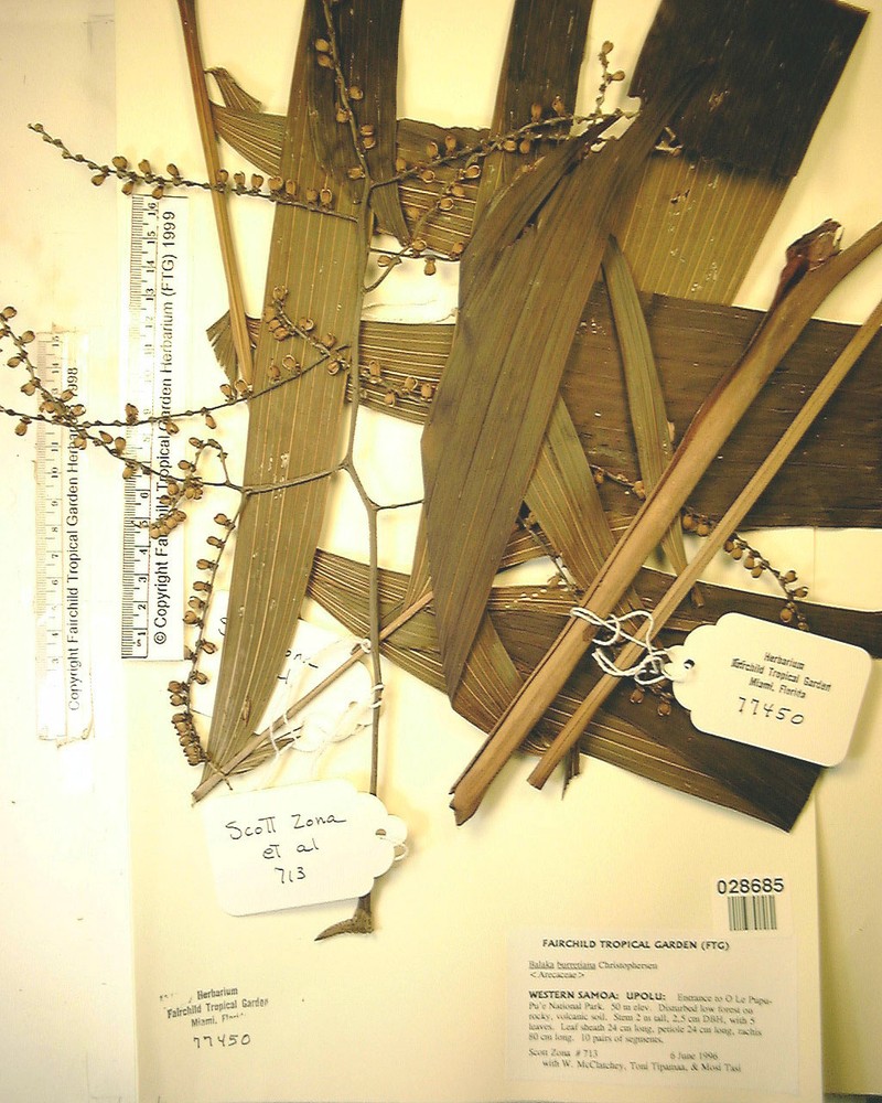 Balaka tahitensis photo 5