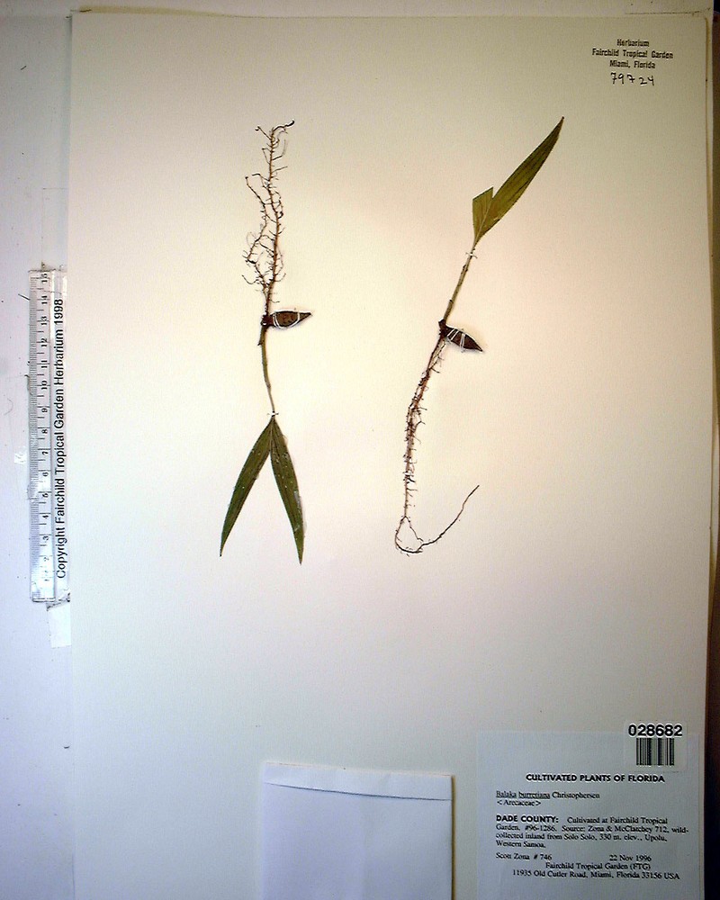 Balaka tahitensis photo 6