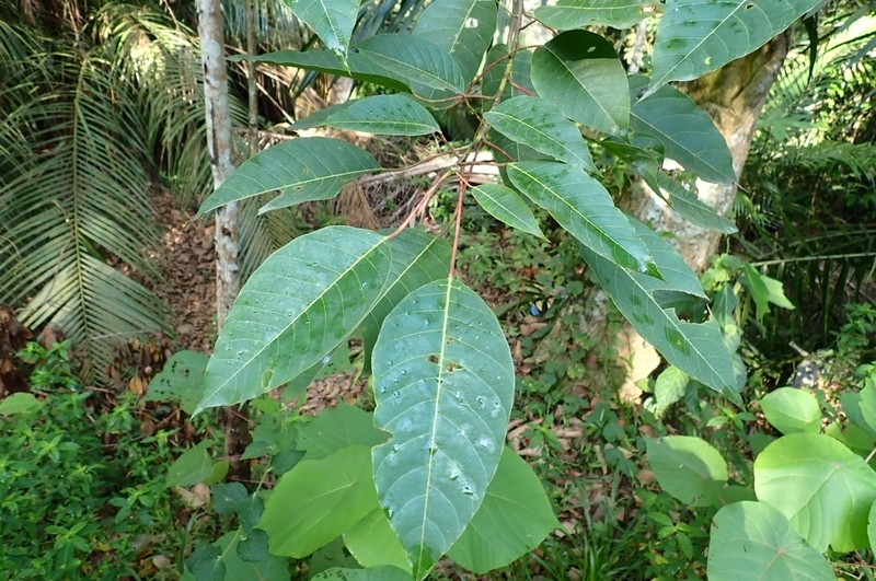 Balakata baccata photo 2